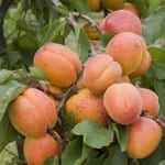 Birkas HaIlanos: Blessing on Fruit Trees. Please fill out the form. We’re making a list of available fruit trees.