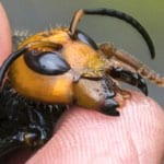 Watch Video: Bug Experts Dismiss Worry About US ‘Murder Hornets’ As Hype