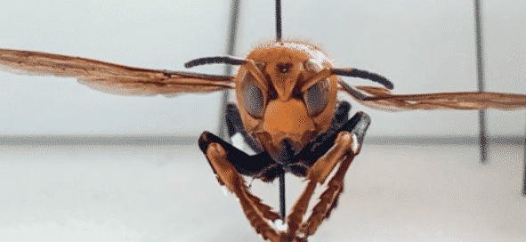Watch: Asia's 'murder hornet' lands in US for first time. Stunning video. 1