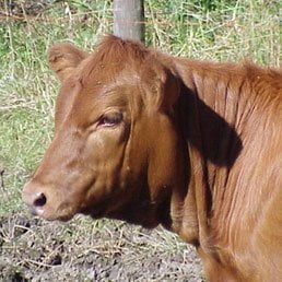 Red Heifer Discovered And Purchased In Colombia