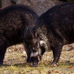 The Vatican, the Wild Boars, and Halacha