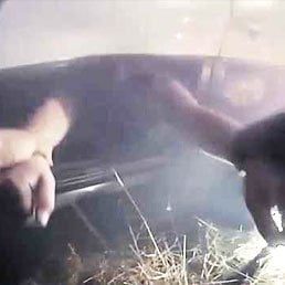 Watch: Police Officer Pulls Woman From Burning Car
