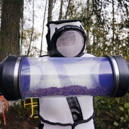 Scientists Remove 98 ‘Murder Hornets’ In Washington State