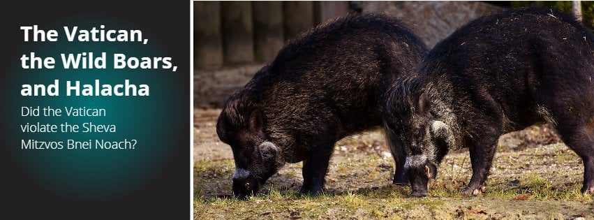 The Vatican, the Wild Boars, and Halacha 1