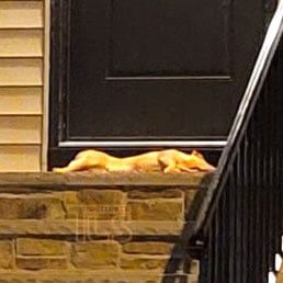 Dead Pig Found Outside Rabbi’s Door In Heavily Orthodox New Jersey Township