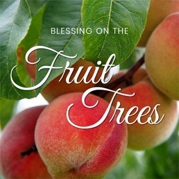 Birkas Hailanos: Blessing on Fruit Trees. Please fill out the form. We’re making a list of available fruit trees.
