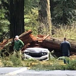 California Redwood Falls On Car, Kills Parents Of 5 Children