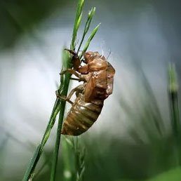 The cicadas have arrived in some states: Can they bite or sting? Are they dangerous to pets? What you need to know.
