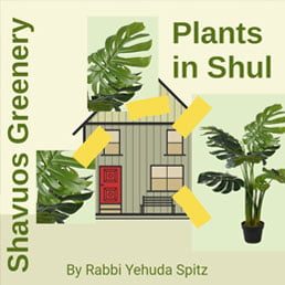 Adorning the Shul with Greenery on Shavuos: Part II