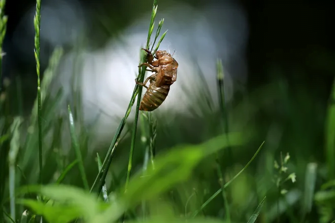 The cicadas have arrived in some states: Can they bite or sting? Are they dangerous to pets? What you need to know. 1