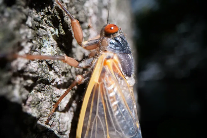 The cicadas have arrived in some states: Can they bite or sting? Are they dangerous to pets? What you need to know. 2