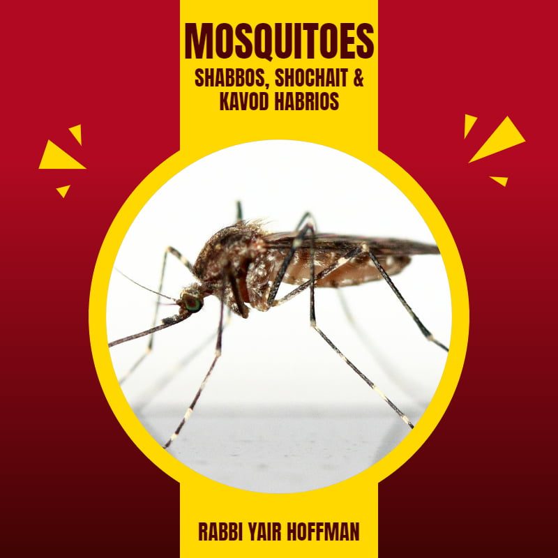 Mosquitoes: Shabbos, Shochait & Kavod HaBrios 1