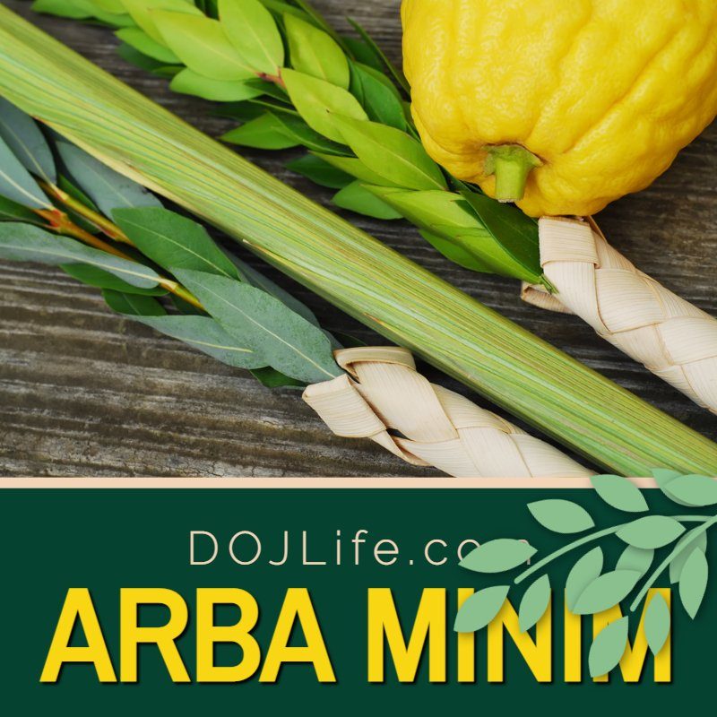 Purchase Your Arba Minim from DOJLife.com