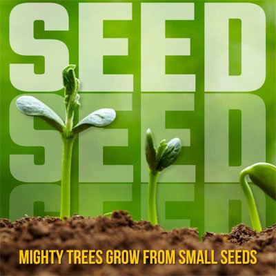 Mighty Trees Grow From Small SEEDS