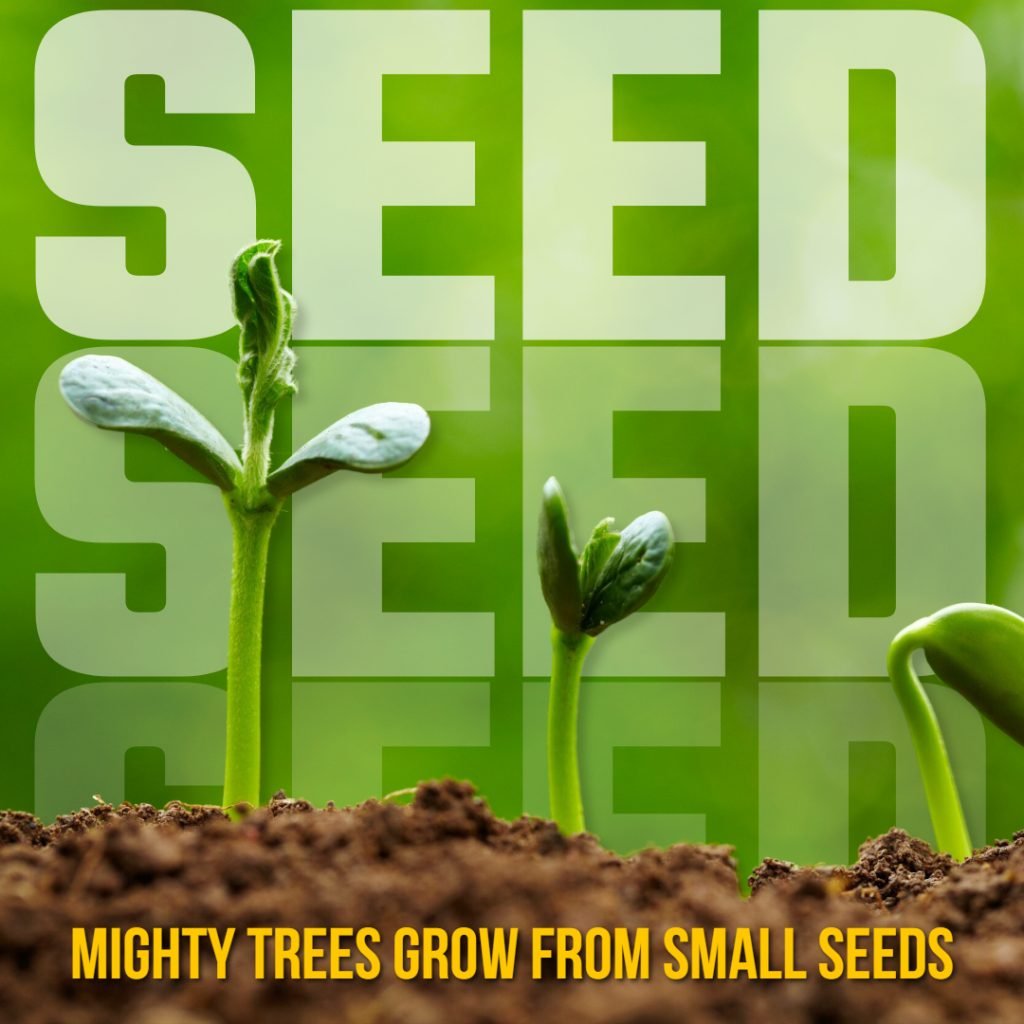 Mighty Trees Grow From Small SEEDS